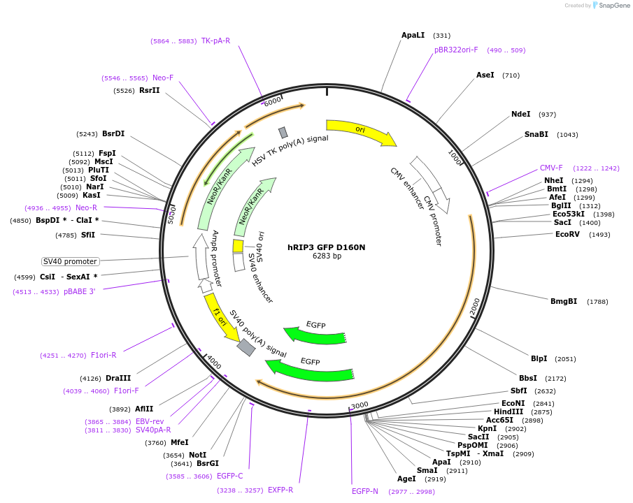 41386-plasmid-map-sequence-id-298555