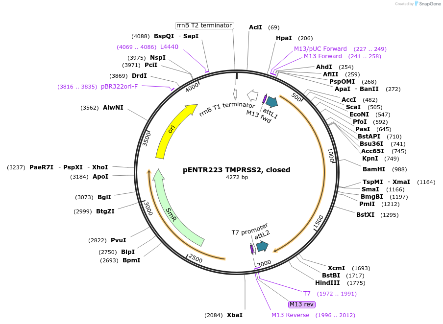 149721-plasmid-map-sequence-id-298609