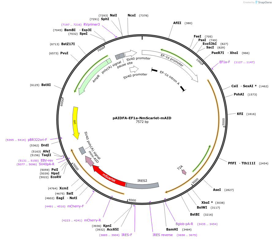 140615-plasmid-map-sequence-id-298615