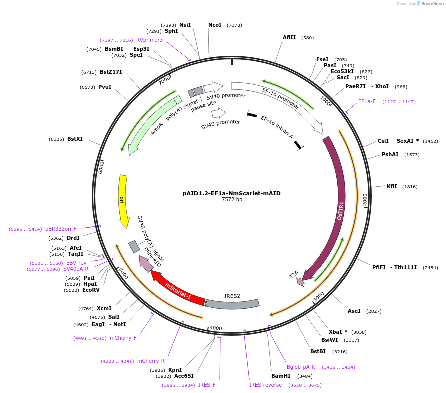 140617-plasmid-map-sequence-id-298650