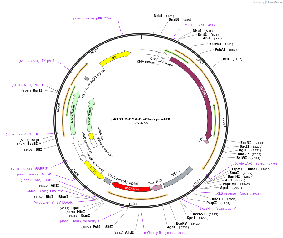 140602-plasmid-map-sequence-id-298652