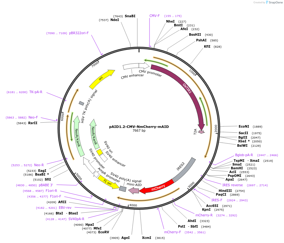 140601-plasmid-map-sequence-id-298653