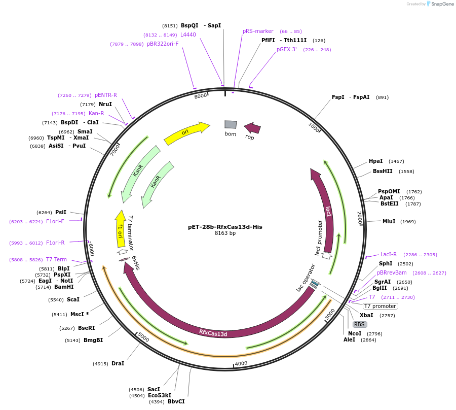 141322-plasmid-map-sequence-id-298657