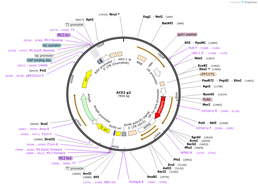 153012-plasmid-map-sequence-id-298678