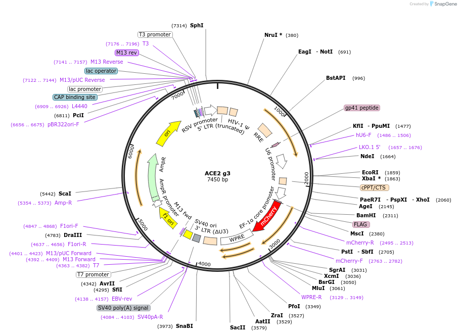 153013-plasmid-map-sequence-id-298679