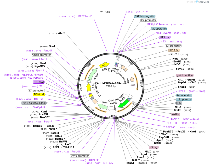 140090-plasmid-map-sequence-id-298684