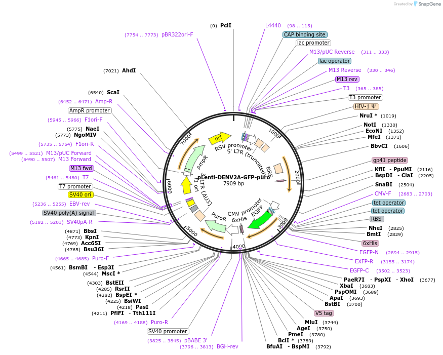 140089-plasmid-map-sequence-id-298686