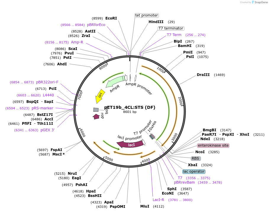 139791-plasmid-map-sequence-id-298688