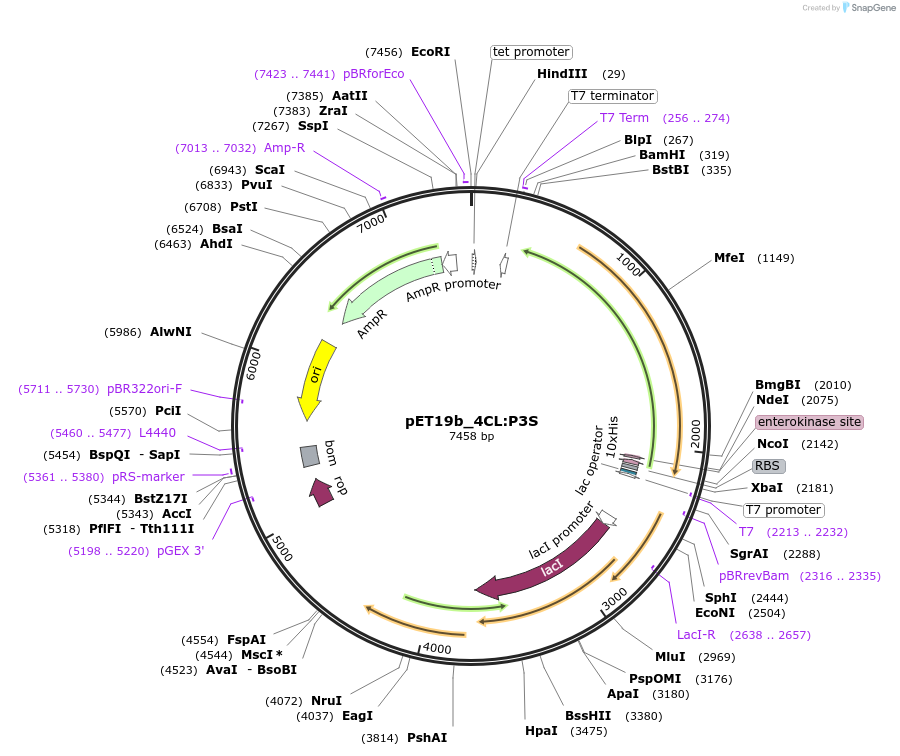 139796-plasmid-map-sequence-id-298689