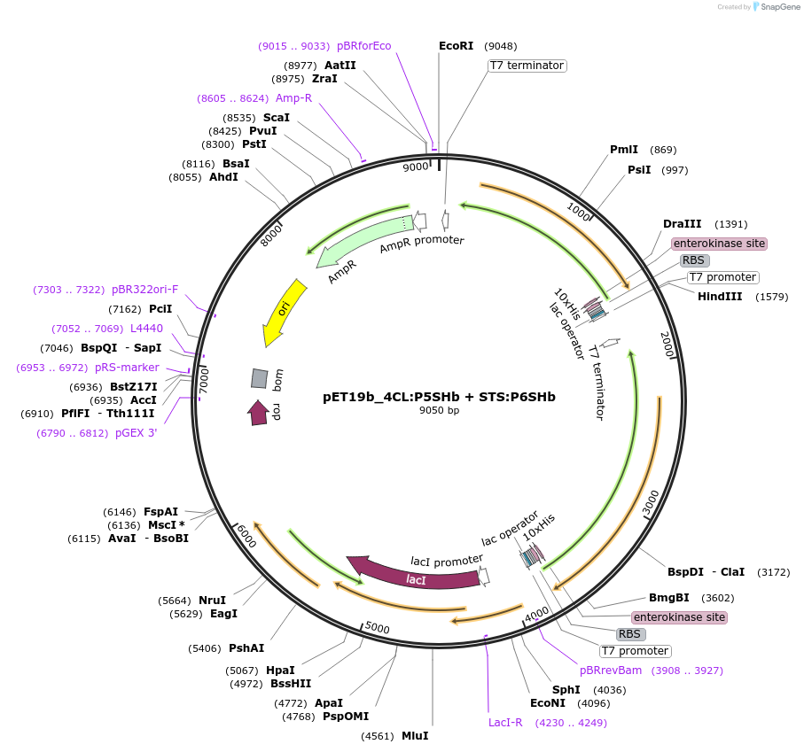 139792-plasmid-map-sequence-id-298691