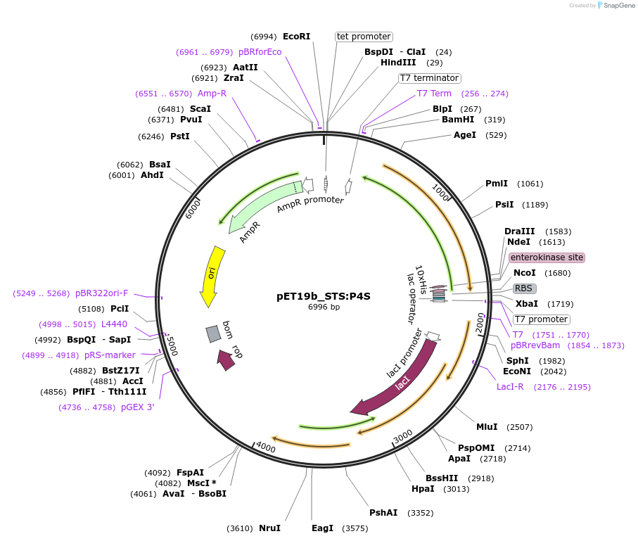 139797-plasmid-map-sequence-id-298692