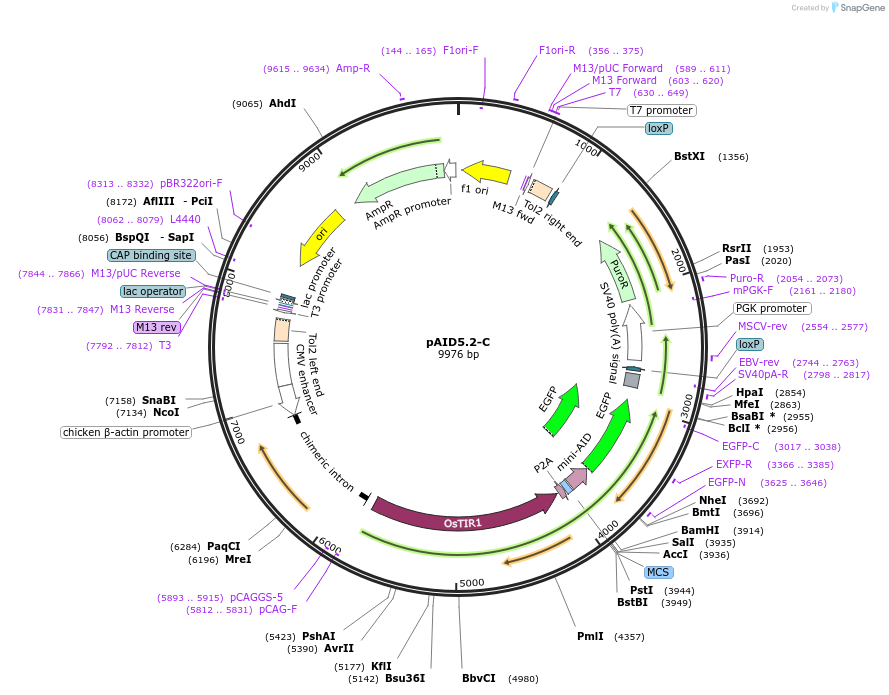 145811-plasmid-map-sequence-id-298735