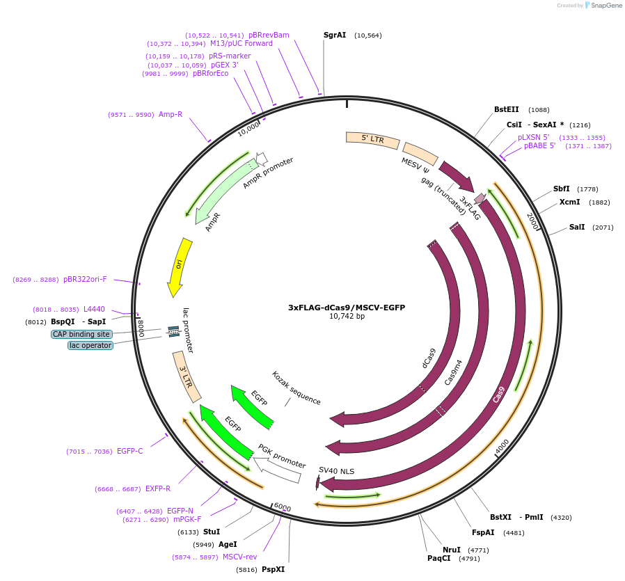 82613-plasmid-map-sequence-id-298740