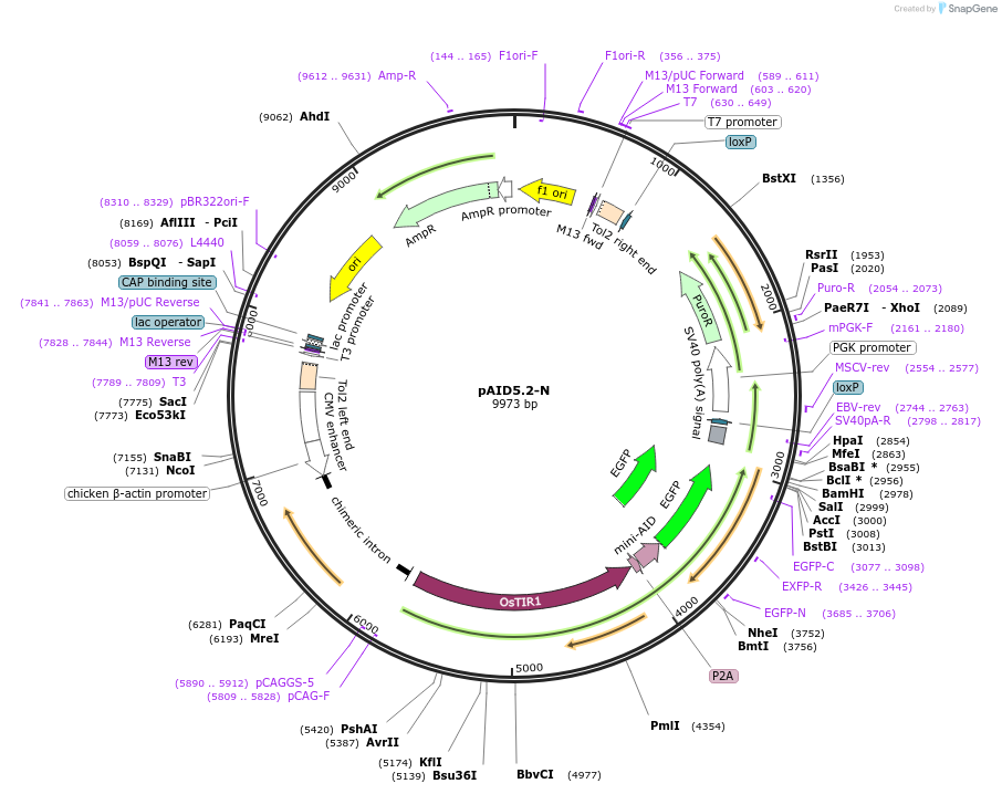 145810-plasmid-map-sequence-id-298754
