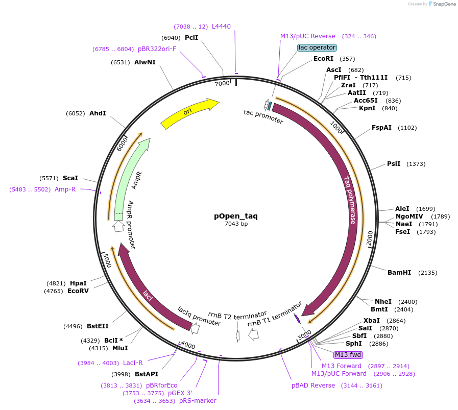 153315-plasmid-map-sequence-id-298774