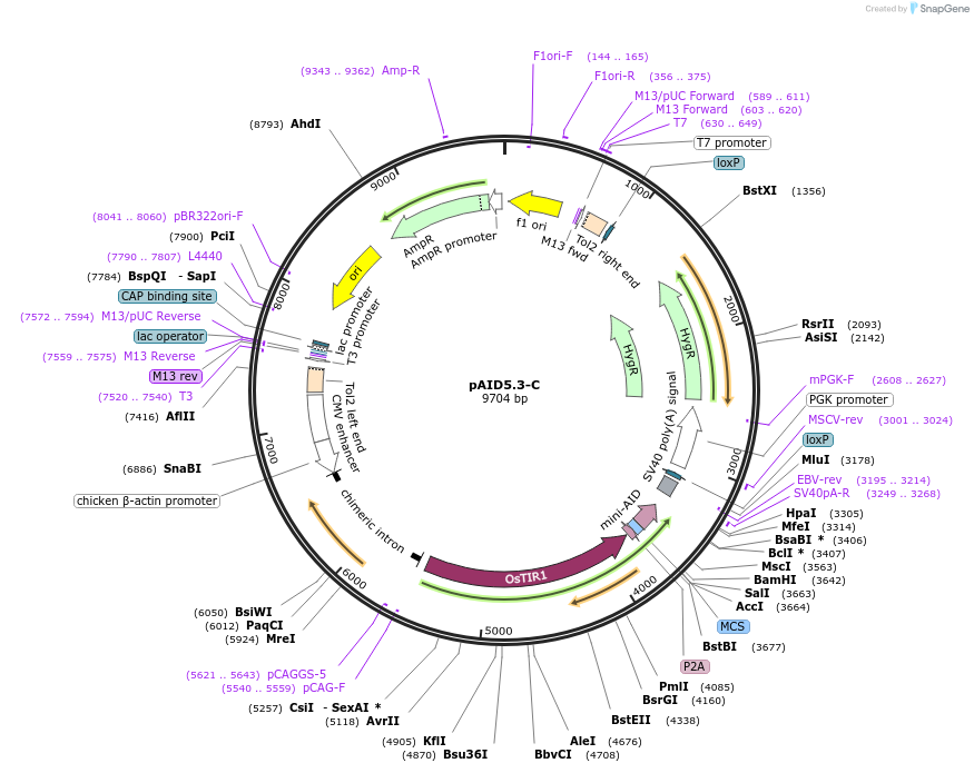 145813-plasmid-map-sequence-id-298782