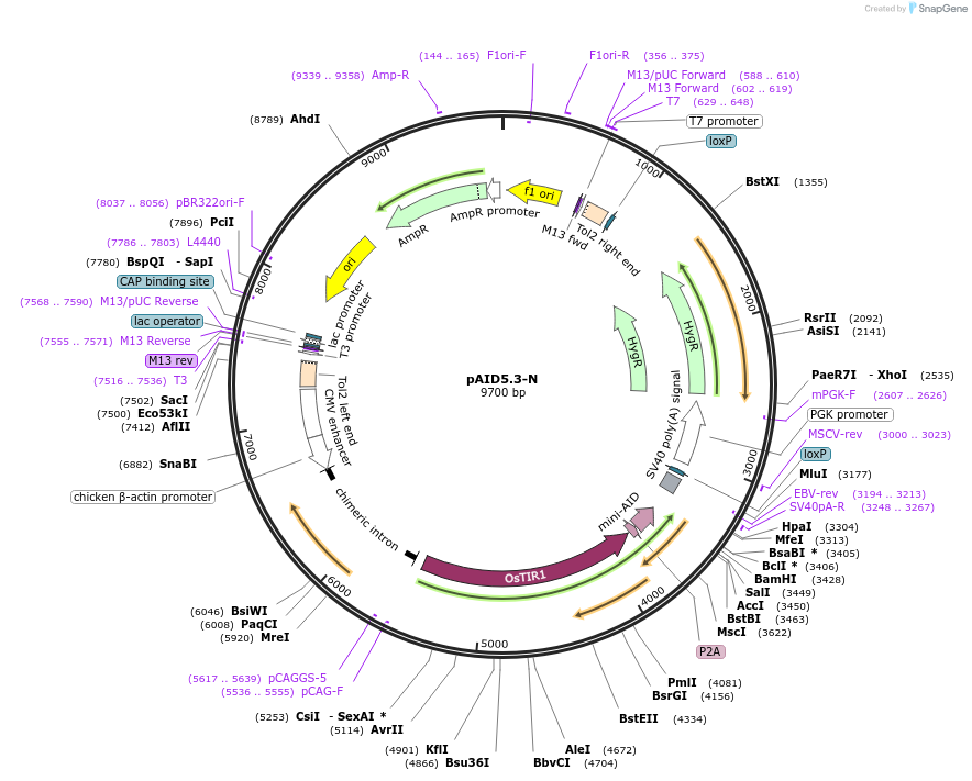 145812-plasmid-map-sequence-id-298788