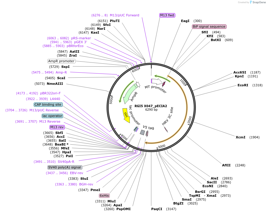 115097-plasmid-map-sequence-id-298806