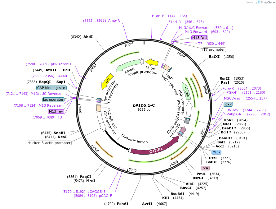 145809-plasmid-map-sequence-id-298835