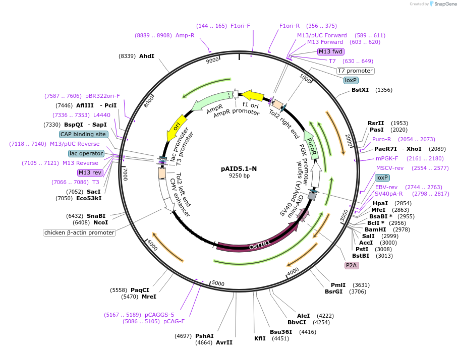145808-plasmid-map-sequence-id-298836