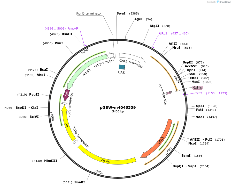 145565-plasmid-map-sequence-id-298840