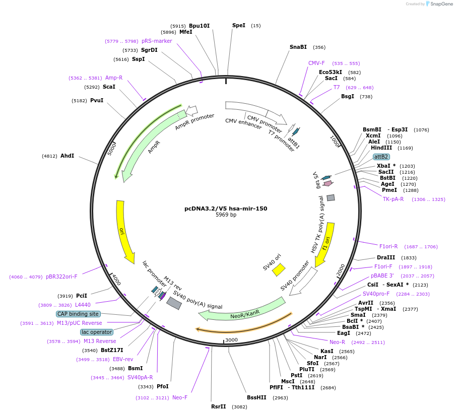 26310-plasmid-map-sequence-id-298844