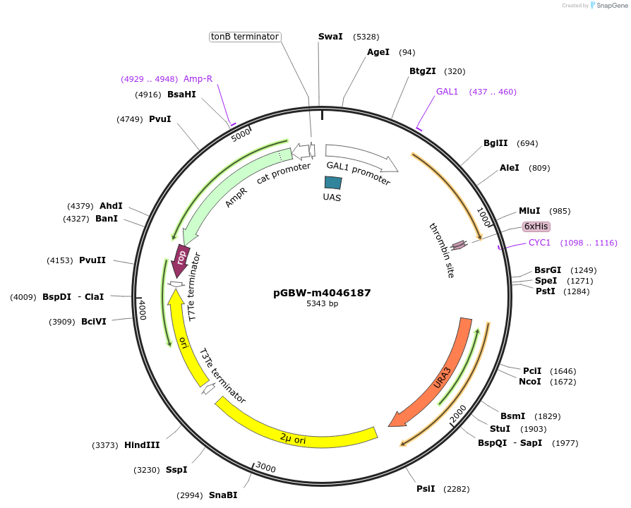 145403-plasmid-map-sequence-id-298845