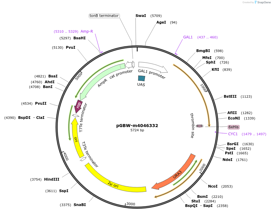 145413-plasmid-map-sequence-id-298850