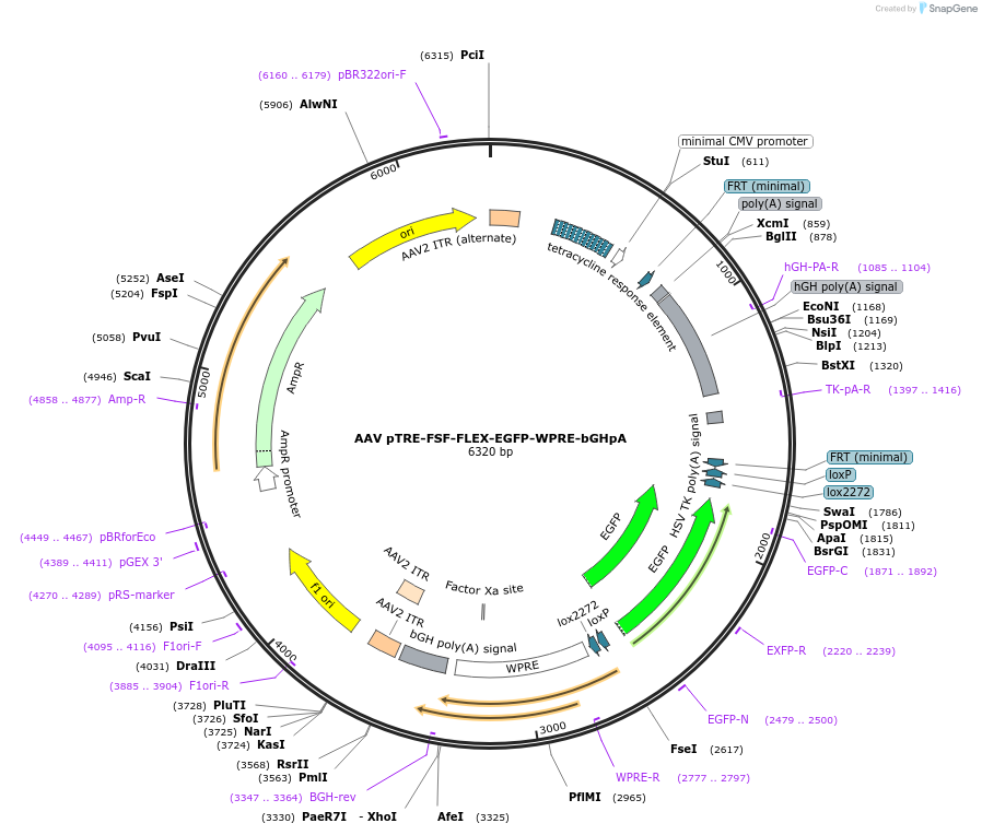 65453-plasmid-map-sequence-id-298867