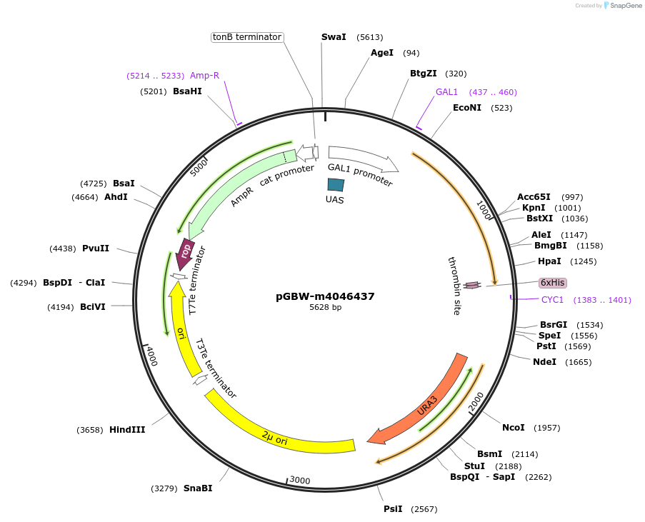 145415-plasmid-map-sequence-id-298868