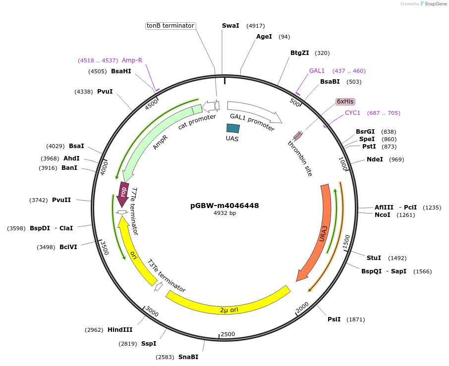 145426-plasmid-map-sequence-id-298897