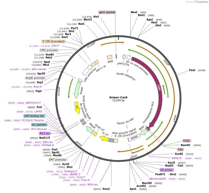 138559-plasmid-map-sequence-id-298901
