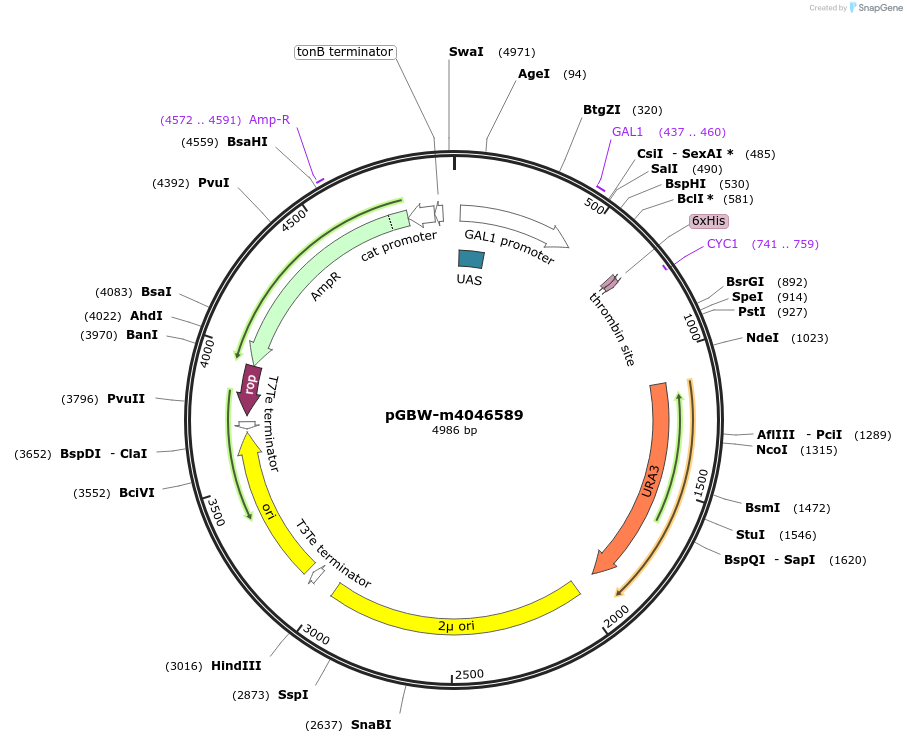 145450-plasmid-map-sequence-id-298902