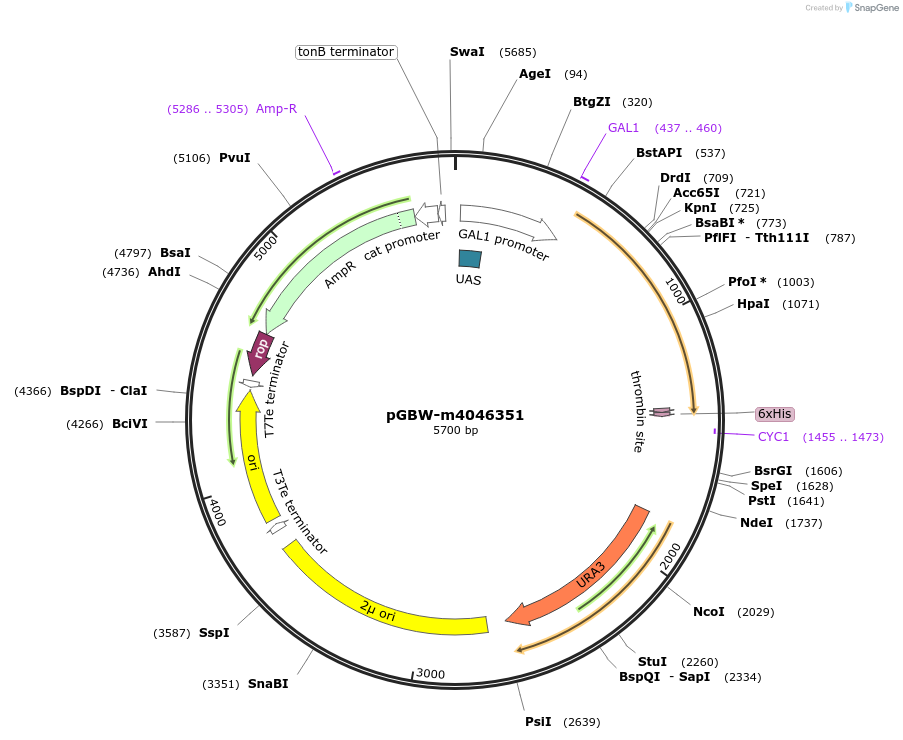 145449-plasmid-map-sequence-id-298904