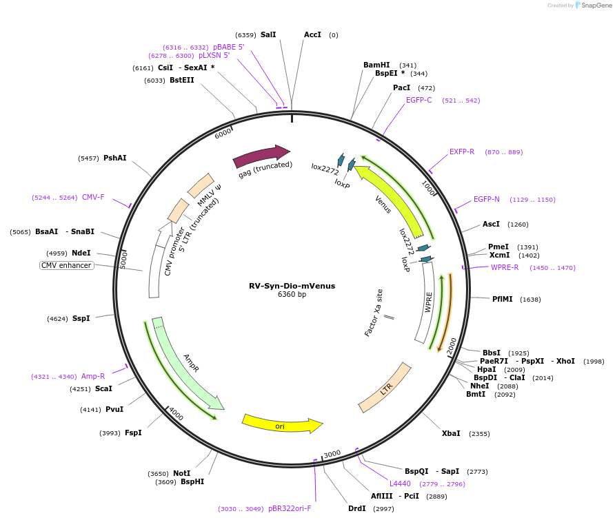 153204-plasmid-map-sequence-id-298905