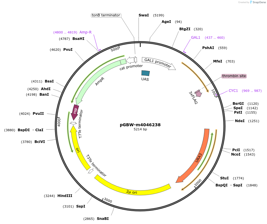 145483-plasmid-map-sequence-id-298910