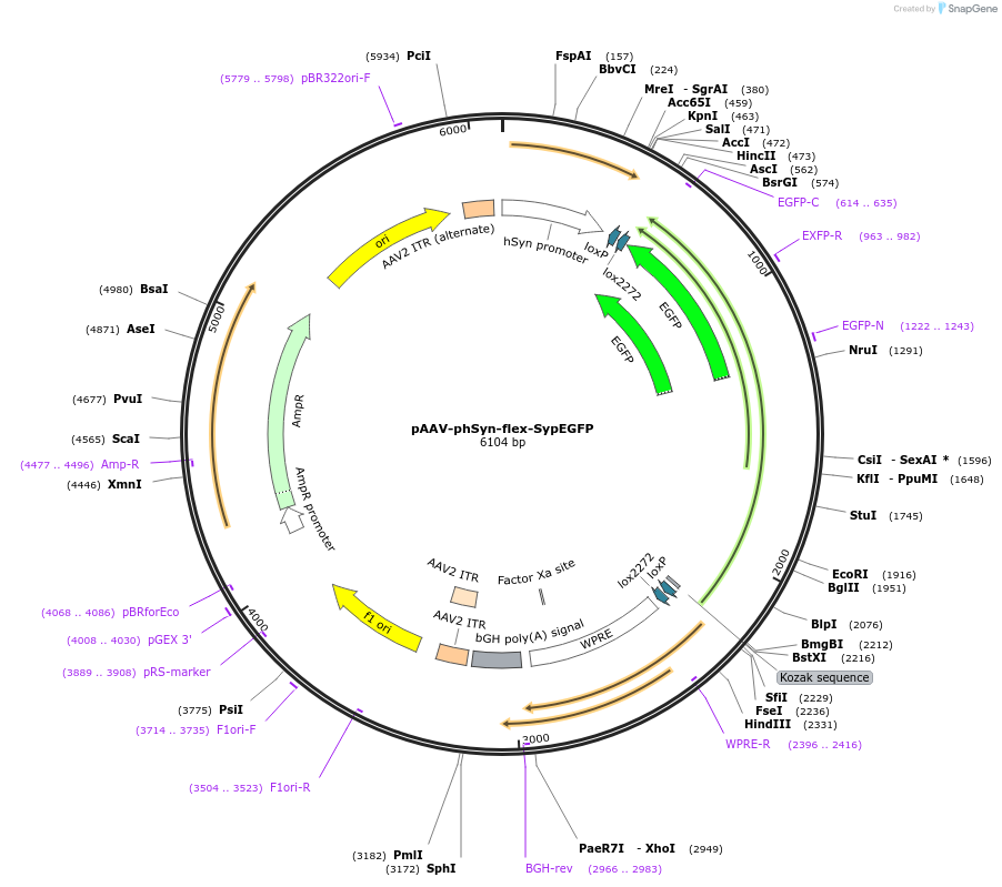 153203-plasmid-map-sequence-id-298916