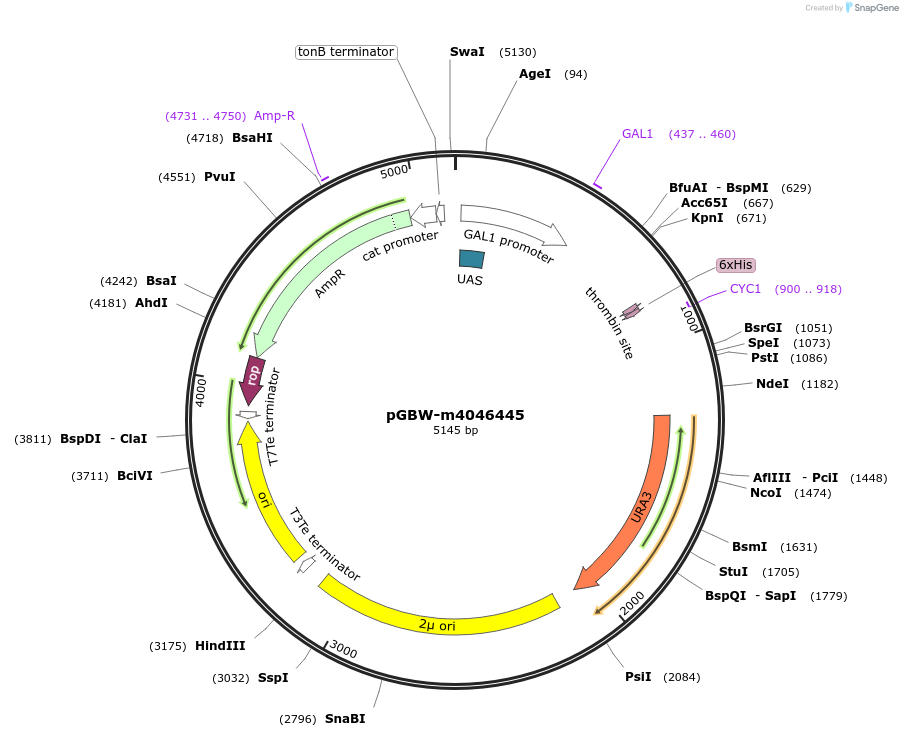 145493-plasmid-map-sequence-id-298959