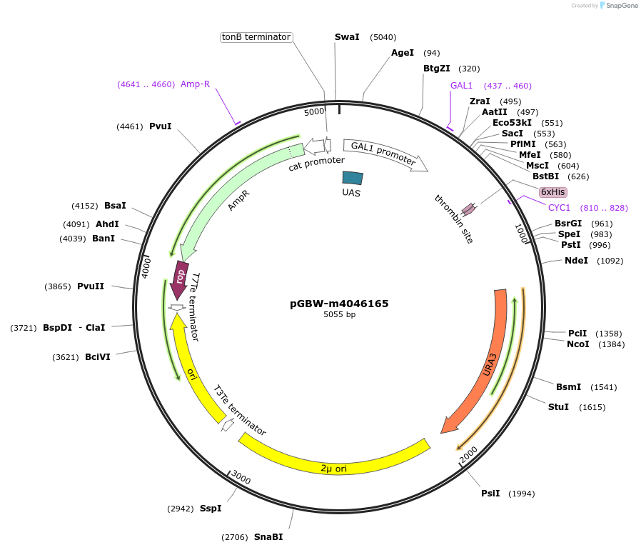 145540-plasmid-map-sequence-id-298961