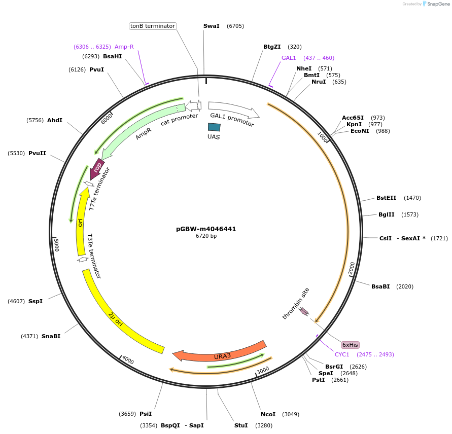 145556-plasmid-map-sequence-id-298963