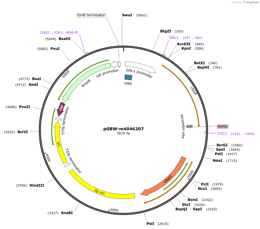 145559-plasmid-map-sequence-id-298965