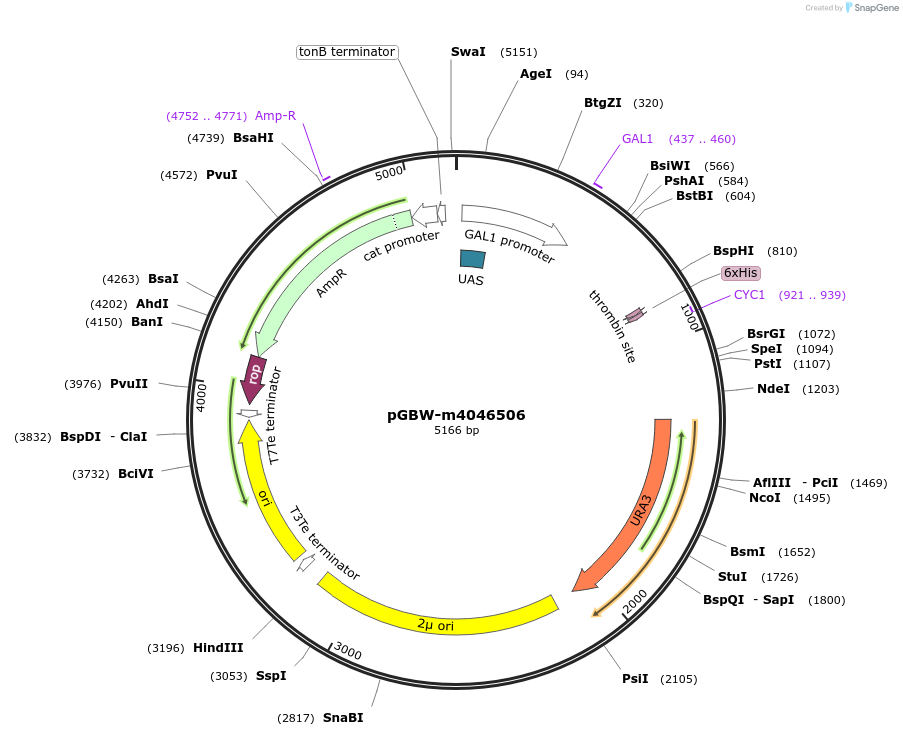 145560-plasmid-map-sequence-id-298966