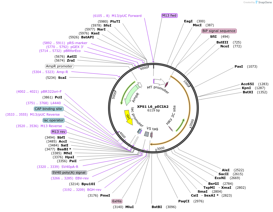 115123-plasmid-map-sequence-id-298968