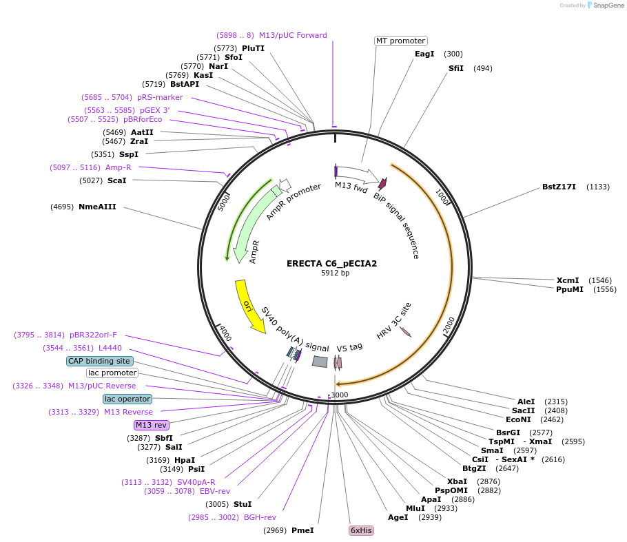 115127-plasmid-map-sequence-id-298971