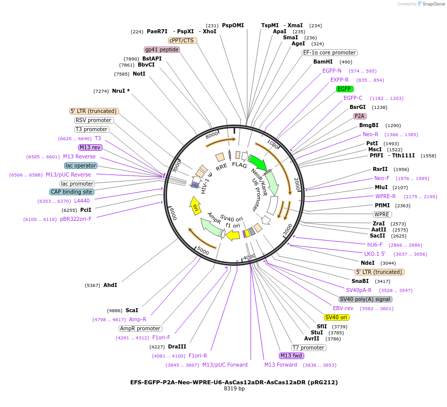 149722-plasmid-map-sequence-id-298974