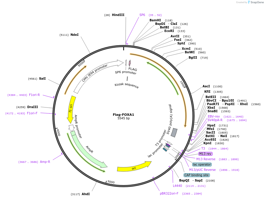 153109-plasmid-map-sequence-id-298986