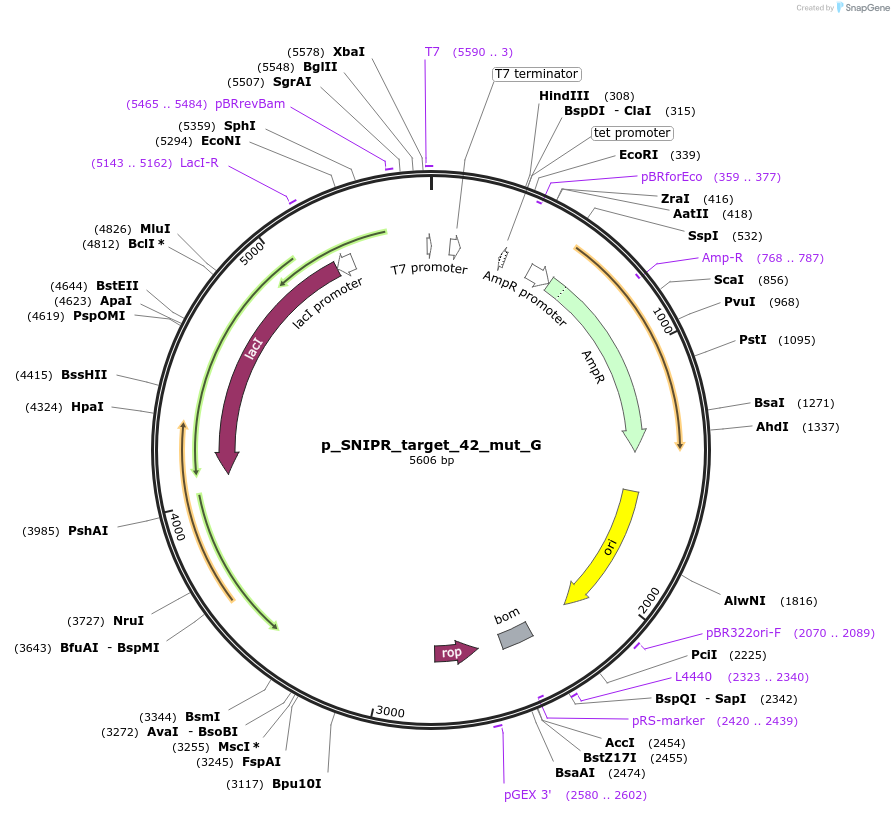 139467-plasmid-map-sequence-id-298998