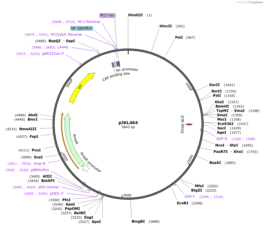 1689-plasmid-map-sequence-id-299