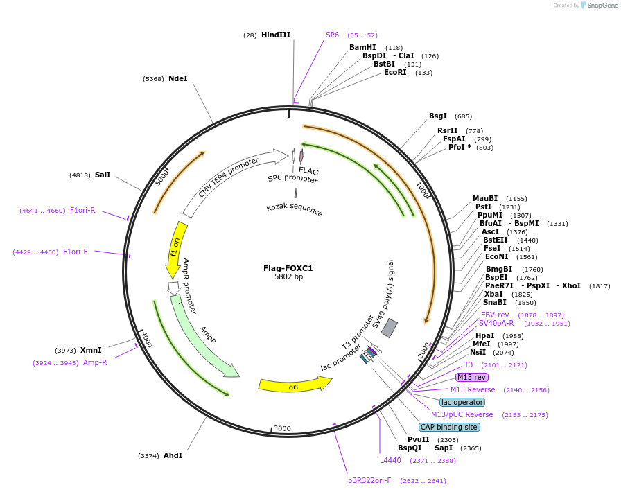 153114-plasmid-map-sequence-id-299001