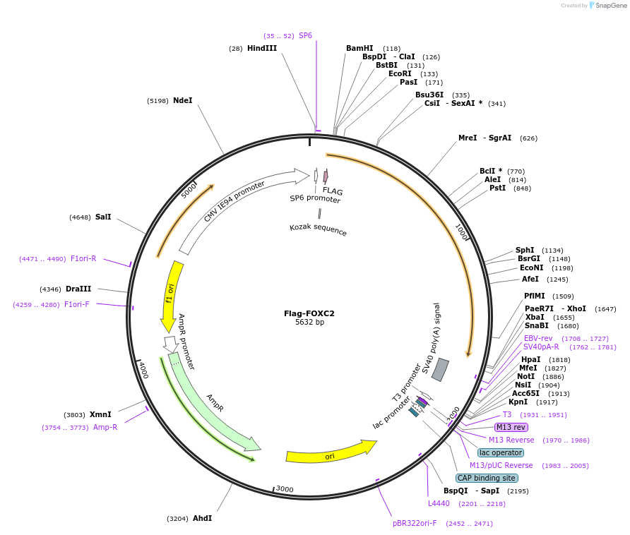 153115-plasmid-map-sequence-id-299002